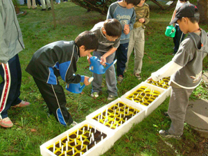 小学生による育苗