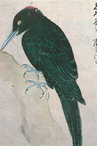 江戸時代に描かれた伊達家鳥類図譜「禽譜」より（宮城県図書館所蔵）