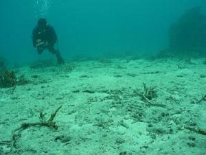 危機に瀕するサンゴ礁生態系　黒島東礁地（2005年撮影）