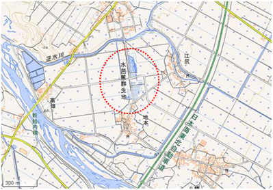 地本のミズバショウ群落 位置図