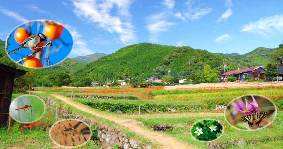 里地里山の風景