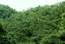 環境省 里なび 国内の保全活用事例検索 田辺の硬葉樹林
