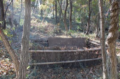 新里自然体験村で昆虫の森との比較をみる