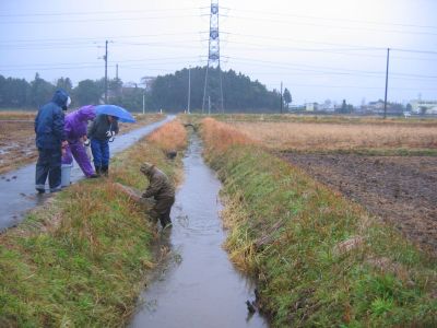 雨の中の水路調査