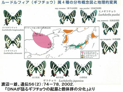 ルードルフィア(ギフチョウ)属4種の分布概念図と地理的変異