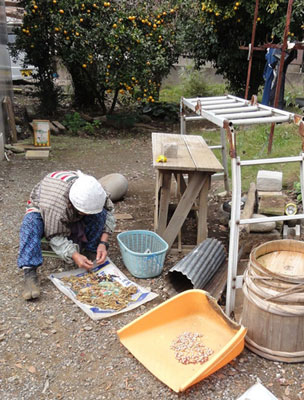 谷津の農家の暮らし(大豆の選別作業)