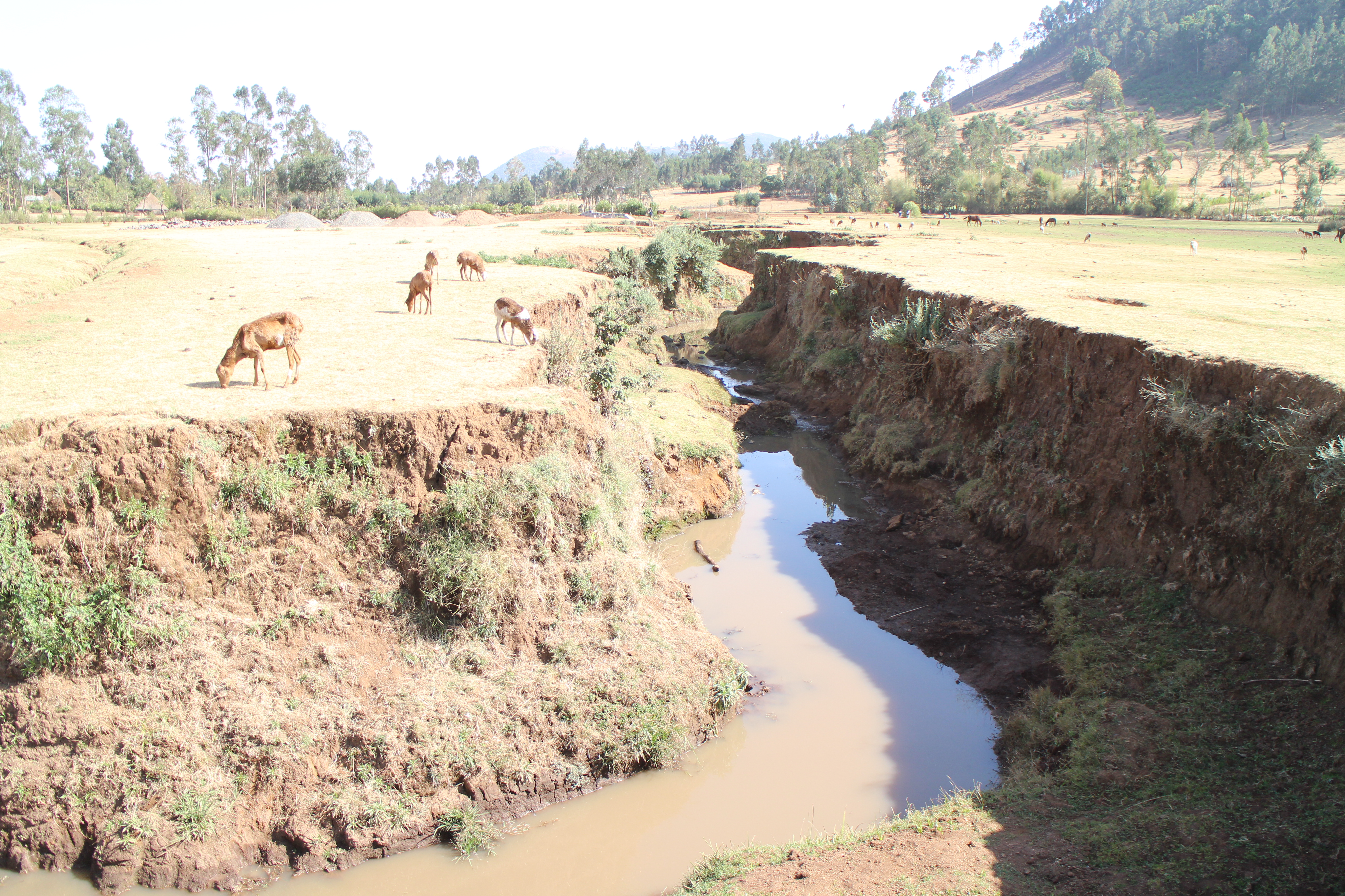 ガリー侵食（エチオピア、2014年）