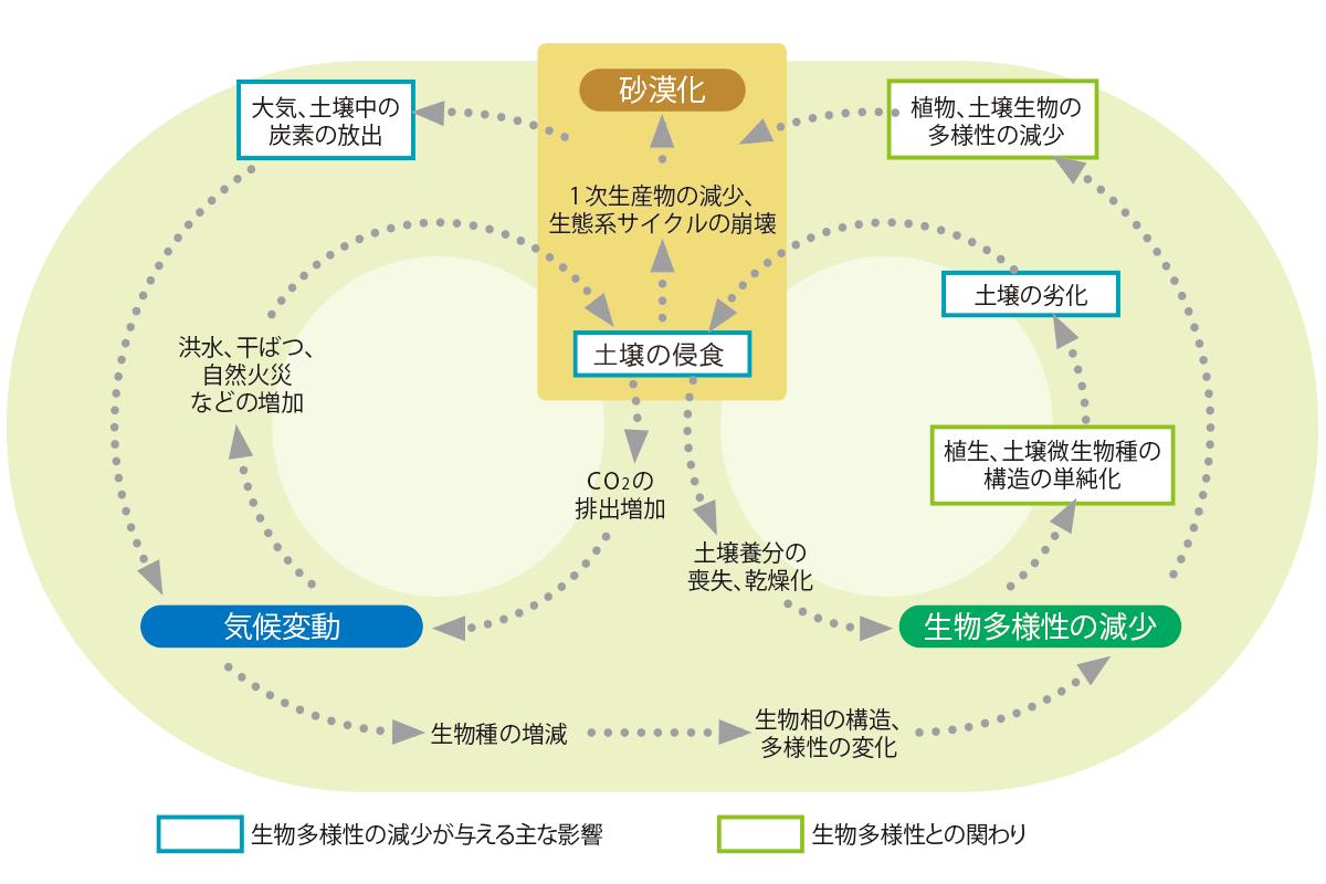 砂漠化と気候変動、生物多様性の関係 砂漠化と気候変動、生物多様性の関係
