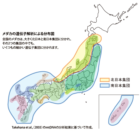 メダカの遺伝子解析による分布図