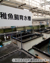滋賀県立琵琶湖博物館の飼育・増殖施設（バックヤード）