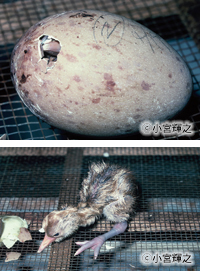 タンチョウの卵と孵化したヒナ