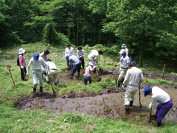 トキの野生復帰のための生息地整備の作業風景（新潟県佐渡市）