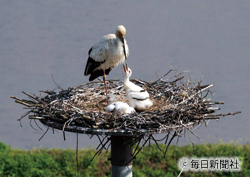 野生復帰したコウノトリ（絶滅危惧ⅠA類）の繁殖