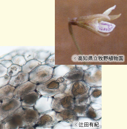 ムカゴサイシンの花と細胞内の共生菌