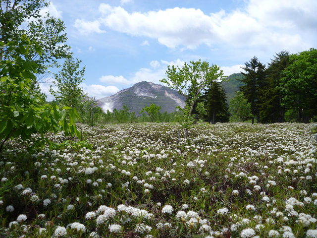 photo of Ledum Palustre var. diversipilosum