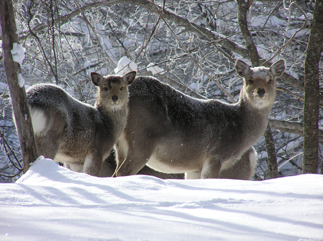 photo of Yezo Deer