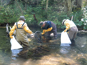 photo of Park Volunteer Activities