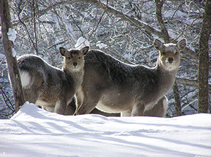 photo of Yezo Deer