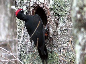 photo of Black Woodpecker