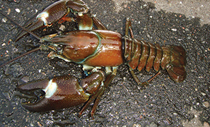 photo of Signal Crayfish (invasive species)
