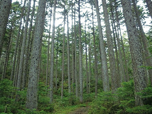 photo of Picea lehnii