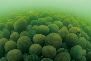 photo of Moss Balls