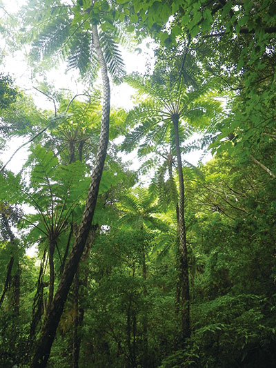 photo of Kinsakubaru Native forest