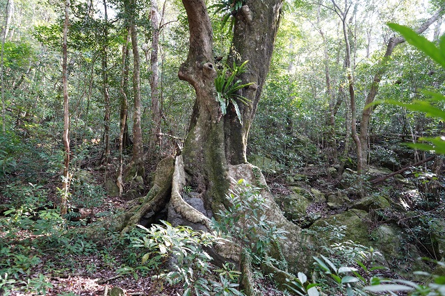 タイトル　三京のオキナワウラジロガシ巨木