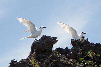 photo 5 of Amamigunto National Park