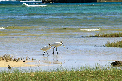 photo 8 of Amamigunto National Park