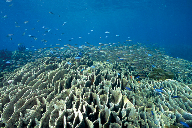 photo of Marine Park Zone (Tatsukushi)