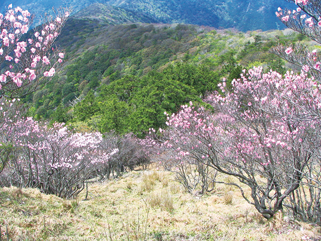 photo of Mt. Sasayama