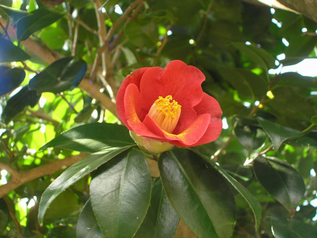 photo of Camellia japonica