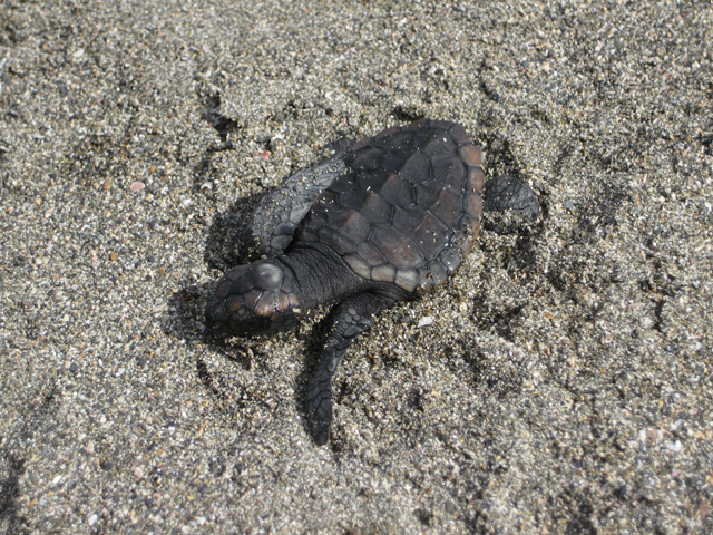 photo of Loggerhead Turtle (Caretta caretta)