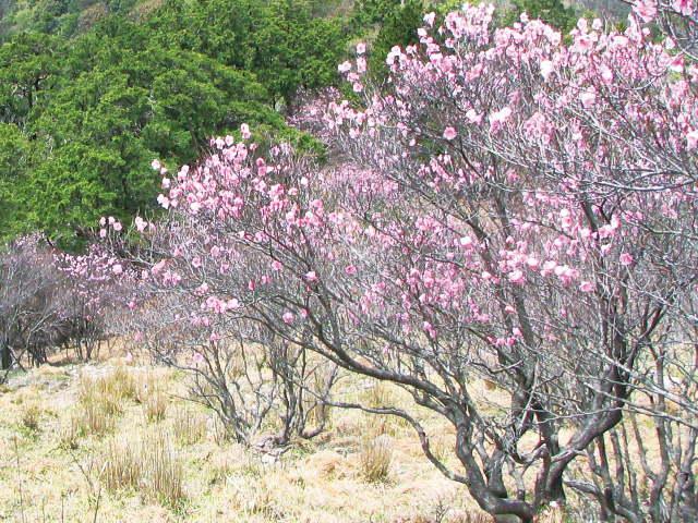 photo of Rhododendron pentaphyllum var. shikokianum