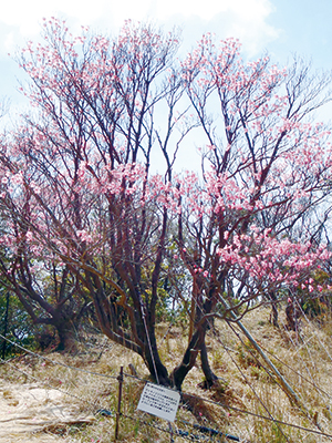 photo of A tree installed with preventive wires designed for tree uprooting.