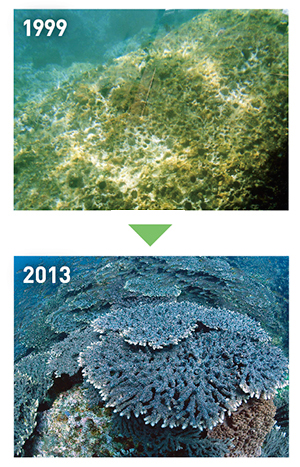 photo of Tatsukushi Beach Nature Restoration Project