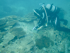 photo of Crown-of-thorns Starfish (Extermination using an acetate)