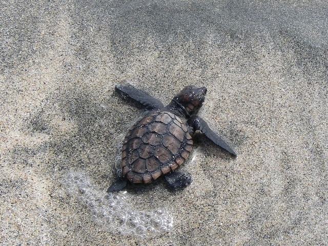 タイトル　ウミガメ