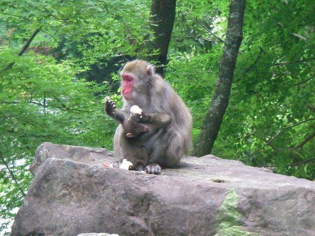 タイトル　滑床サル