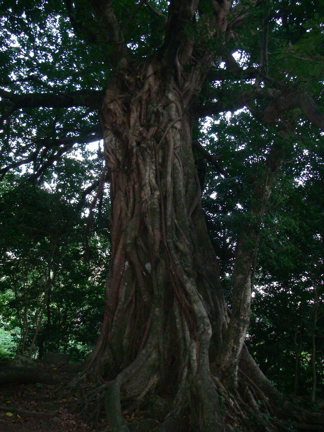 タイトル　松尾のアコウ