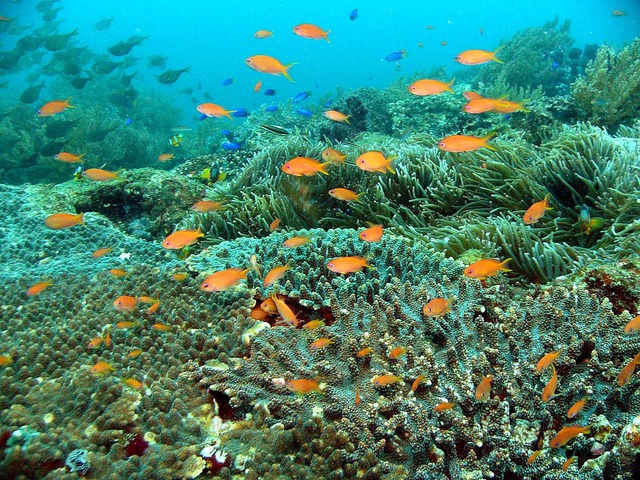 タイトル　西海お花畑