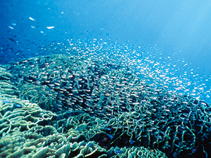 photo of Brightly-colored Underwater Seascapes