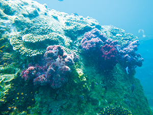 photo of Soft Coral