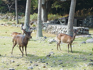 ニホンジカの写真