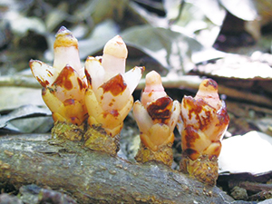 photo of  <em>Mitrastemonaceae
</em>