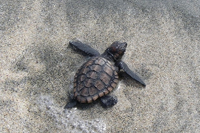 photo 5 of Ashizuri-Uwakai National Park