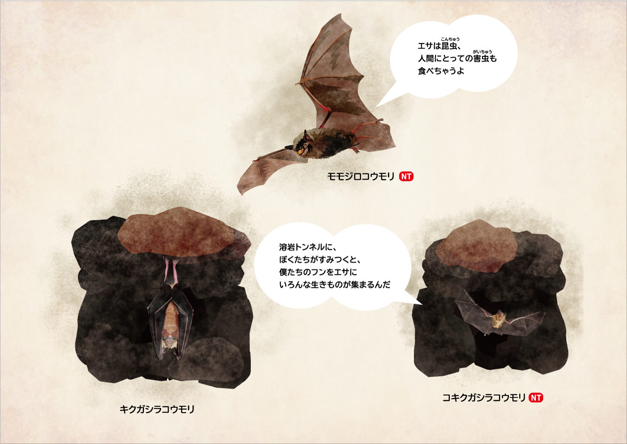 イラスト:溶岩トンネルにすむ3種類のコウモリ、モモジロコウモリ、キクガシラコウモリ、コキクガシラコウモリ