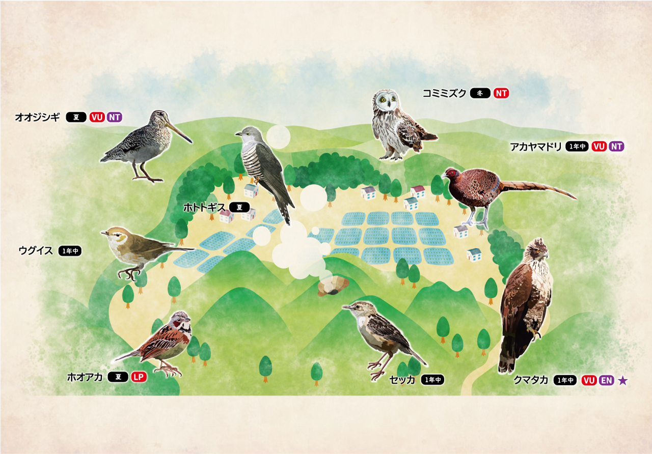 イラスト:草原性の野鳥、コミミズク、オオジシギ、ホオアカ、セッカ
森林性の野鳥、ウグイス、ホトトギス、アカヤマドリ、クマタカ