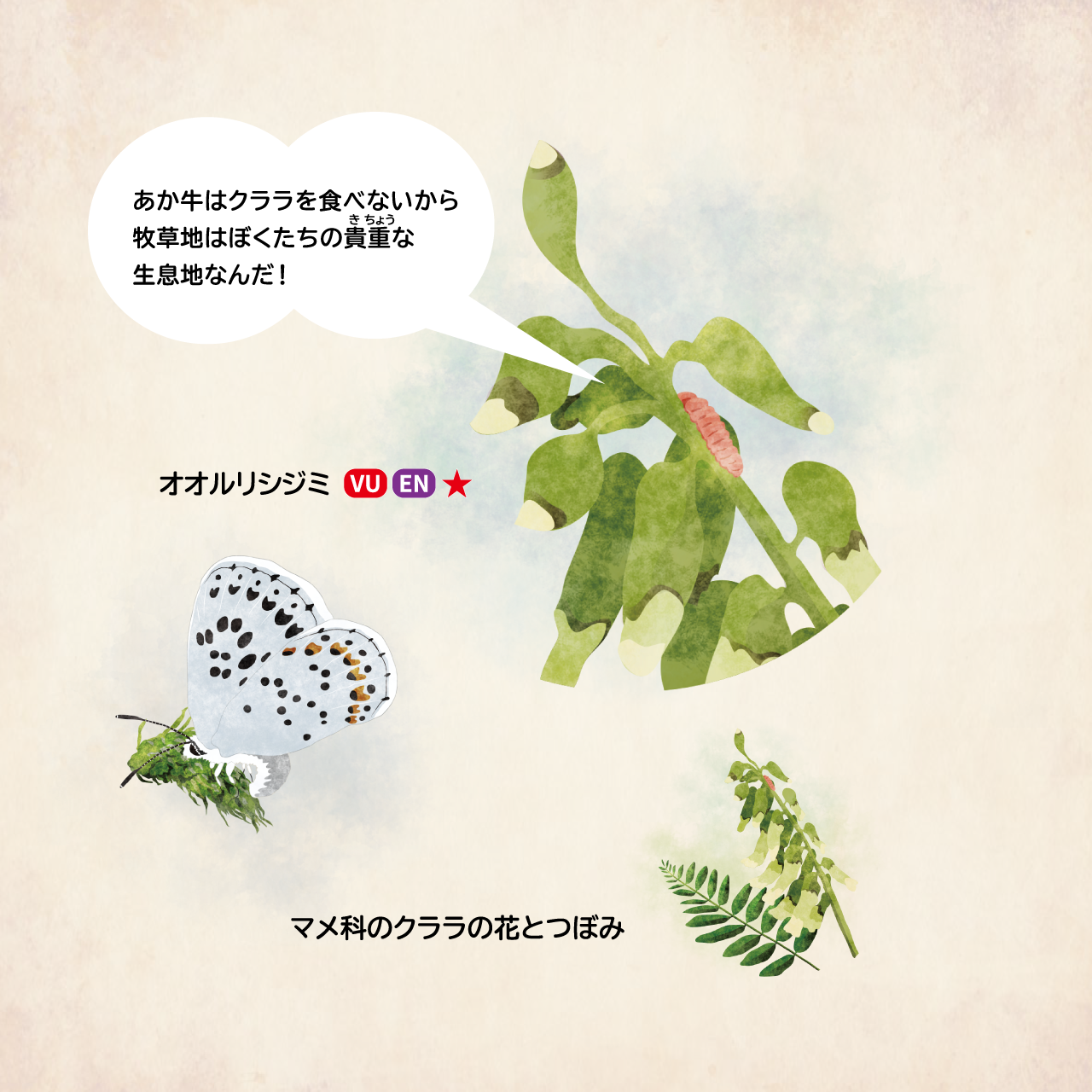 イラスト:クララを食草とするオオルリシジミ